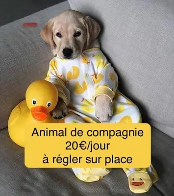 a dog laying on a couch with a rubber duck at Calme et Intimité proche Avignon Piscine options au choix privée ou partagée de juin à octobre in Morières-lès-Avignon