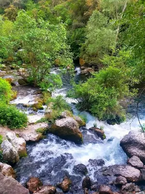 a stream of water with rocks and trees at L'Oustau de Laëtitia Animaux bienvenus in Fontaine-de-Vaucluse