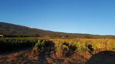 a field of vines with mountains in the background at La Carriera, petite maison Provençale sud Ventoux, climatisée in Bédoin