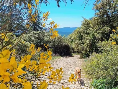 a dog standing on a dirt road with yellow flowers at chambre d'hôtes Et Puis Voilà! in Murs