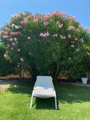 a chair sitting in the grass in front of a tree at L’oliveraie in Robion en Luberon