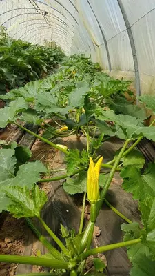 a bunch of green plants in a greenhouse at le moulin in Crillon-le-Brave
