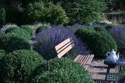 a wooden bench in a garden with purple bushes at Lou Amourie in Roussillon