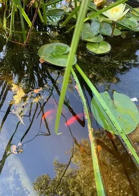 a kite in a pond with lily pads at Le Jardin sur la colline près du Golf in LʼIsle-sur-la-Sorgue