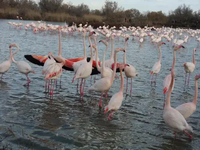 a flock of pink flamingos standing in the water at Les Hauts d'Eyragues gite Rêverie Meublé classé 4 étoiles in Eyragues