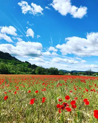 a field of red poppies in a field at Paisible gîte moderne avec vue sur le Luberon in La Motte-dʼAigues