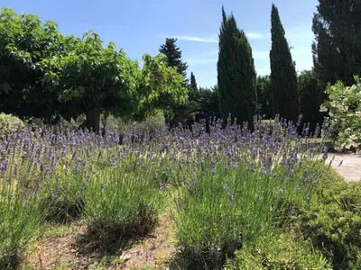a field of purple flowers in a garden at very pleasant provençal mas, typical to the region, with heated pool in saint remy de provence - 9 people in Saint-Rémy-de-Provence