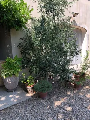 a group of potted plants sitting next to a building at Provencal farmhouse, pool, pool house, countryside Plan d’Orgon, Provence - 8 people in Plan-dʼOrgon