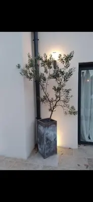 a tree in a pot sitting next to a wall at Villa contemporaine in Pernes-les-Fontaines
