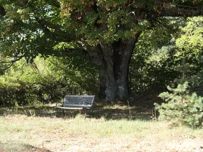 a park bench sitting under a tree in a field at La Grisonne - Gîte Nordine in Revest-du-Bion