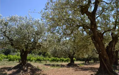 a group of olive trees in a field at Stunning Apartment In Villes Sur Auzon in Villes-sur-Auzon