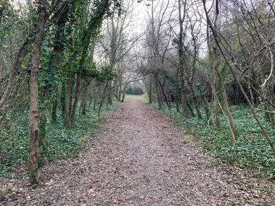 a dirt road in the middle of a forest at Clos du Cardinal avec piscine in LʼIsle-sur-la-Sorgue