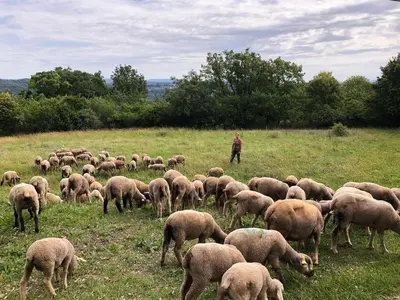 a herd of sheep grazing in a field at Gîte St Roch en Luberon in Castellet