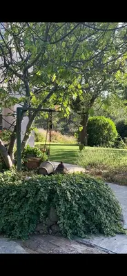a dog laying on the ground under a tree at Lou Pantai, House, 5 bedrooms, 8 people, AC, Pool, Large garden,4km from AIX EN PROVENCE in Aix-en-Provence