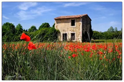an old building in a field of red flowers at La Cerisaie, maison spacieuse en Lubéron in Saint-Martin-de-Castillon