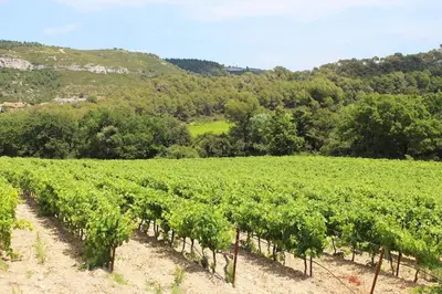 a vineyard with a bunch of green vines at Cozy Studio with balcony and free parking in Aix-en-Provence