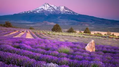 a field of purple flowers with a mountain in the background at La Blanchère, vue golf in Vedène