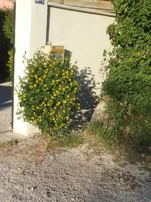 a bush with yellow flowers in front of a garage at UNE CHAMBRE EN VILLE in LʼIsle-sur-la-Sorgue
