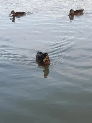 a group of ducks swimming in the water at Apt en Luberon appartement 3 chambres et garage privée in Apt