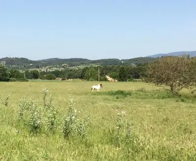a horse running in a field of grass at Campagne de Saint Clair in Pertuis