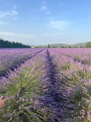 a field of lavender with a dirt road at Sasha'blue-terrasse jardin-park-clim-piscine in LʼIsle-sur-la-Sorgue