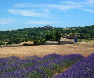 a field of purple flowers with a hill in the background at La Ferme l'Etang in Vachères