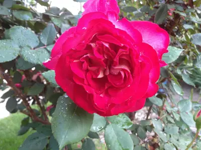 a red rose is growing on a plant at Chez Fleur in Avignon