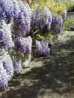 a bunch of purple flowers hanging from a wall at Chez Fleur in Avignon