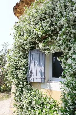 a window covered in flowers on the side of a building at Bastide Magnolia - Gite et chambres d 'hôtes Les dépendances, Roussillon in Roussillon
