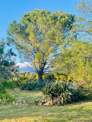 a large tree in a field with plants at Magnifique villa -piscine privée vue Mont Ventoux in Malemort-du-Comtat